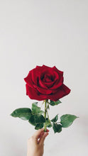 Load image into Gallery viewer, Single Red Rose
