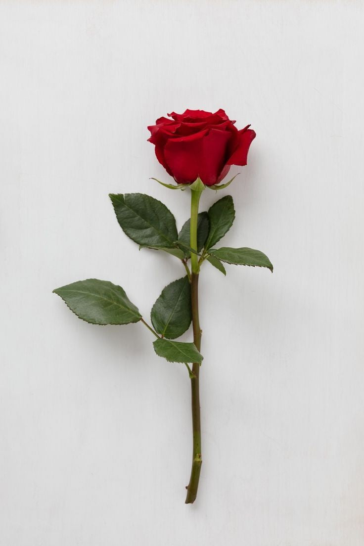 Single Red Rose