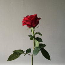 Load image into Gallery viewer, Single Red Rose
